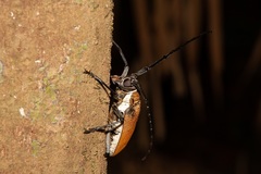 Batocera laena