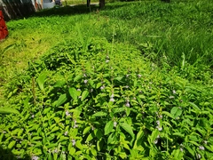 Mentha canadensis
