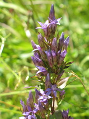 Gentianella austriaca