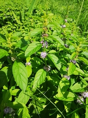 Mentha canadensis