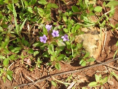 Dyschoriste capitata