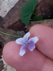 Viola silicestris