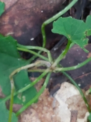 Viola silicestris