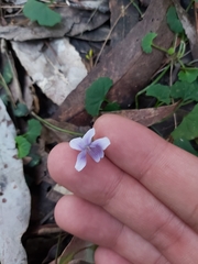 Viola silicestris