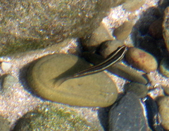 Stethojulis interrupta