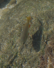 Sparodon durbanensis