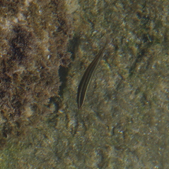 Stethojulis interrupta