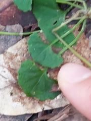 Viola silicestris