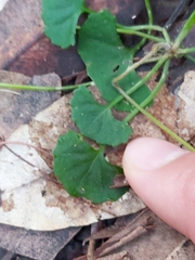 Viola silicestris