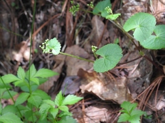 Micropleura renifolia