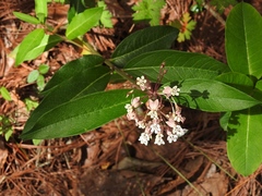 Asclepias pellucida