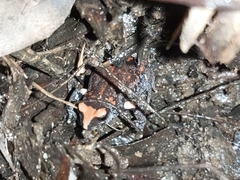 Pseudophryne australis