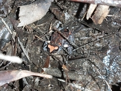 Pseudophryne australis