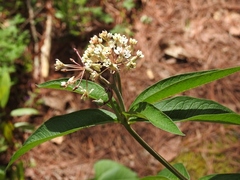 Asclepias pellucida