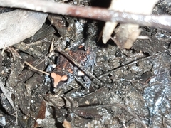 Pseudophryne australis