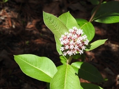 Asclepias pellucida