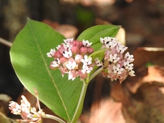 Asclepias pellucida