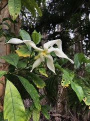 Tabernaemontana pachysiphon