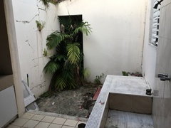 Ptychosperma macarthurii