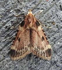 Aglossa costiferalis