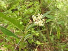 Asclepias similis