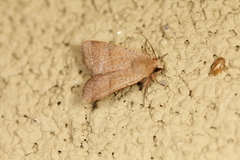 Abagrotis