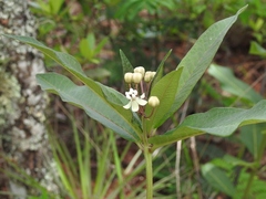 Asclepias similis