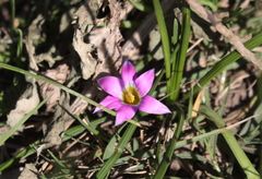 Romulea rosea australis