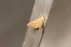 Tetracis jubararia