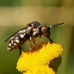 Epeolus variegatus