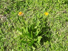 Helenium scorzonerifolium