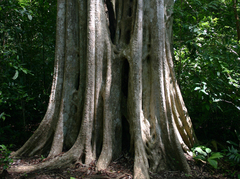 Lagerstroemia calyculata