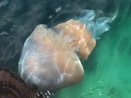 Dustbin-lid Jelly, photo 8 of 8