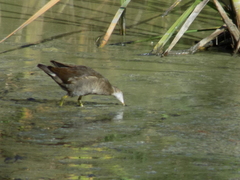 Gallinula chloropus