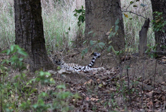 Panthera pardus fusca