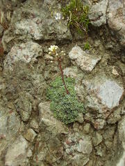 Saxifraga paniculata paniculata