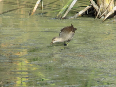 Gallinula chloropus
