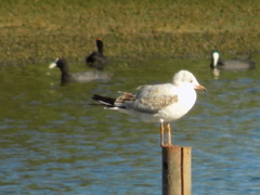 Chroicocephalus ridibundus