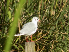 Chroicocephalus ridibundus