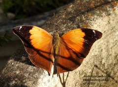 Doleschallia bisaltide australis