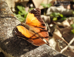Doleschallia bisaltide australis