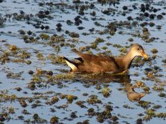 Gallinula chloropus