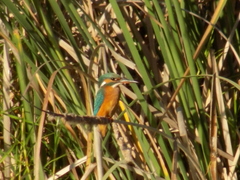 Alcedo atthis