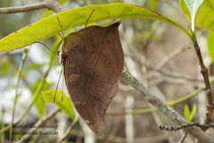 Doleschallia bisaltide australis
