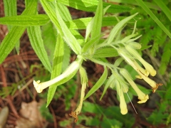 Lithospermum guatemalense