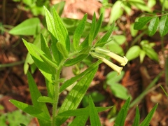 Lithospermum guatemalense
