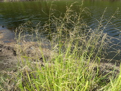 Glyceria arundinacea
