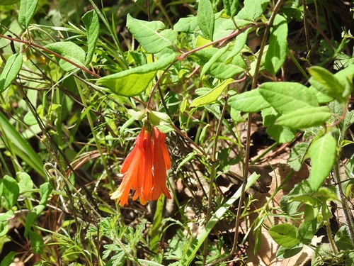 Lonicera pilosa (Lonicera pilosa)