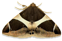 Bastilla crameri