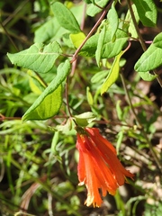 Lonicera pilosa